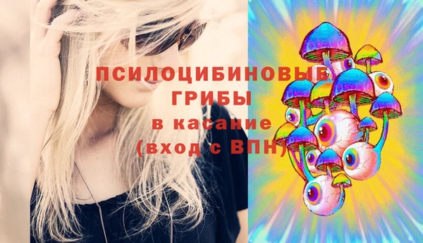 стаф Тайга